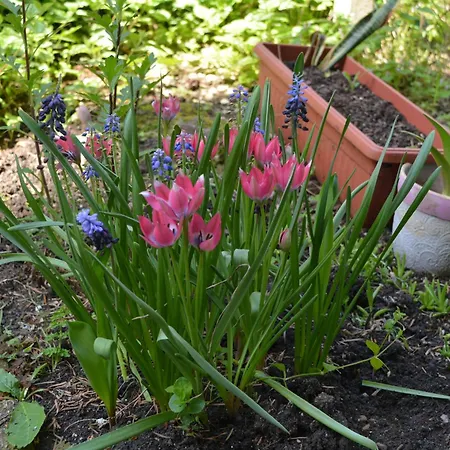 Center With A Backyard